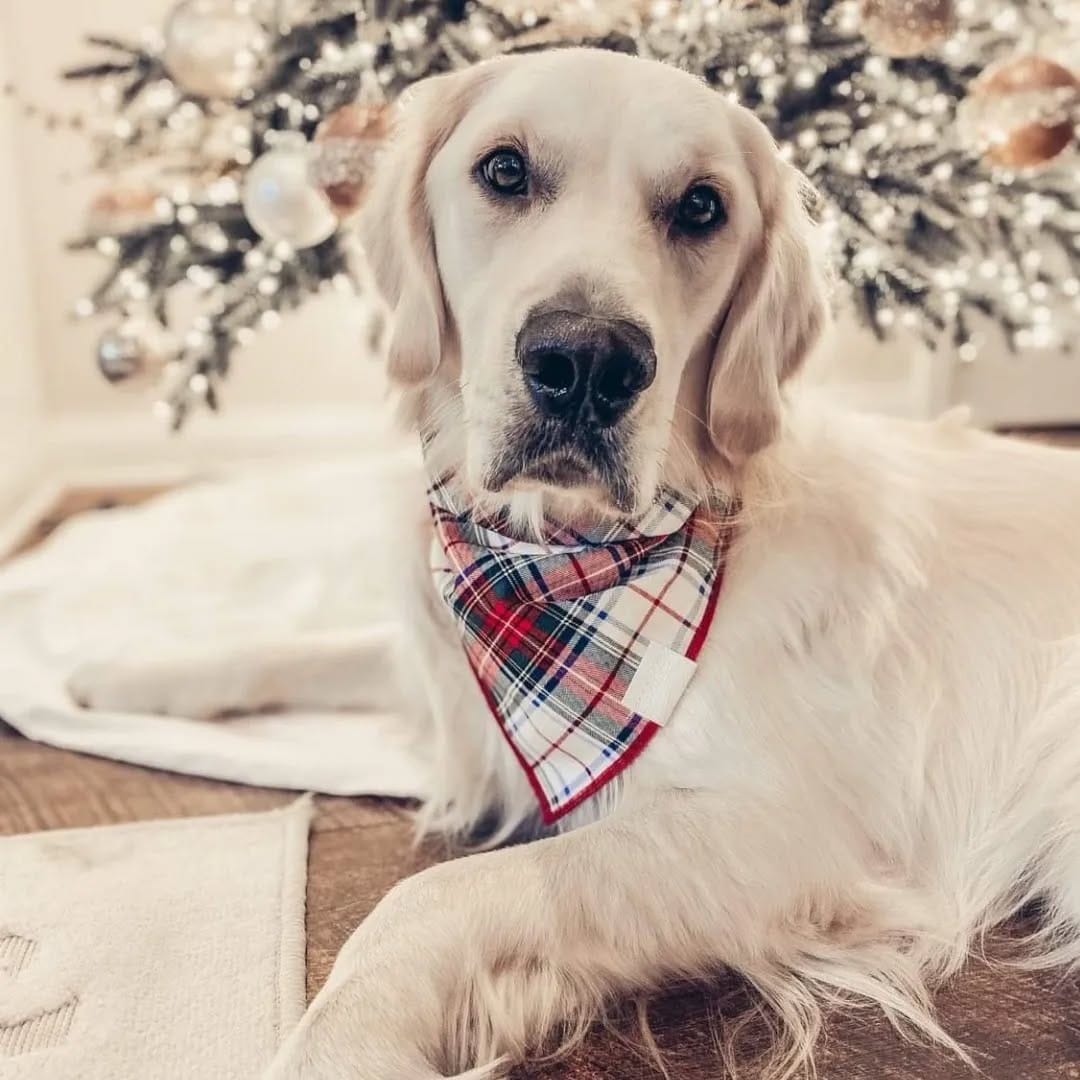 Post 2 by Southern Tails on Instagram (image)