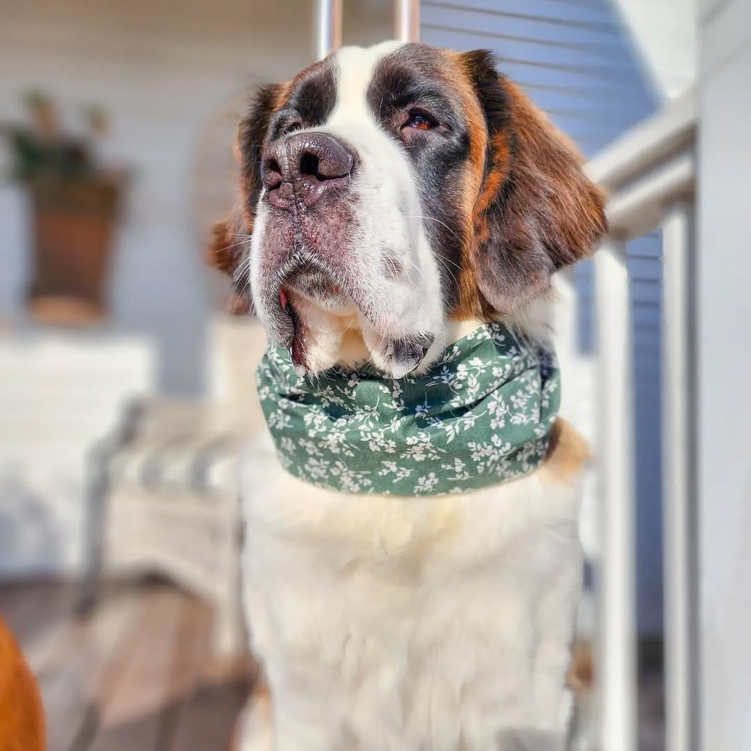 Post 5 by Southern Tails on Instagram (image)