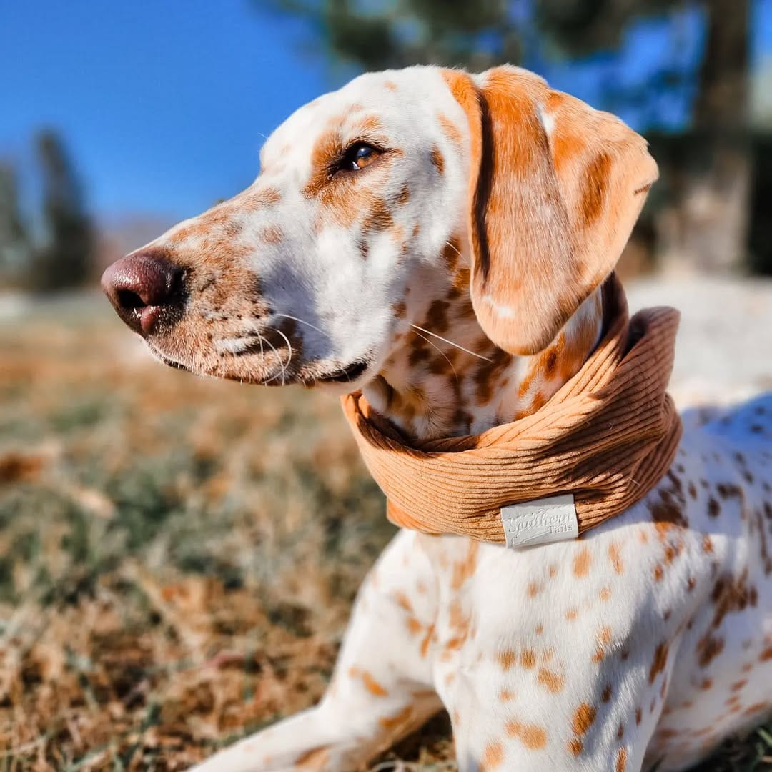 Post 7 by Southern Tails on Instagram (image)