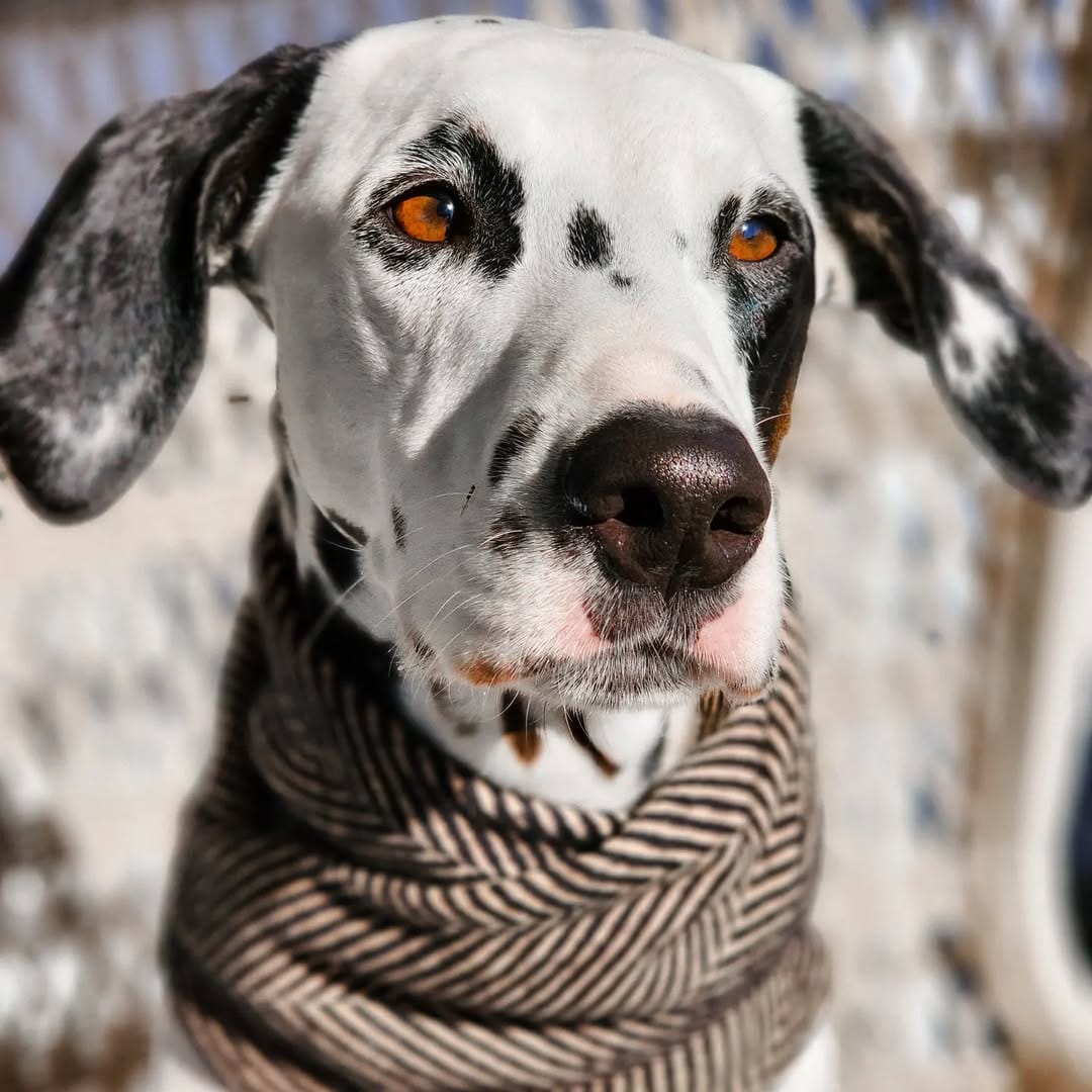 Post 6 by Southern Tails on Instagram (image)