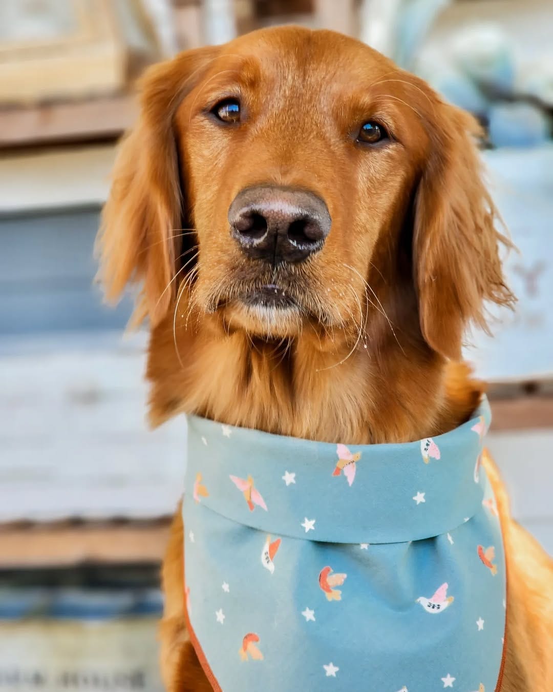 Post 9 by Southern Tails on Instagram (image)
