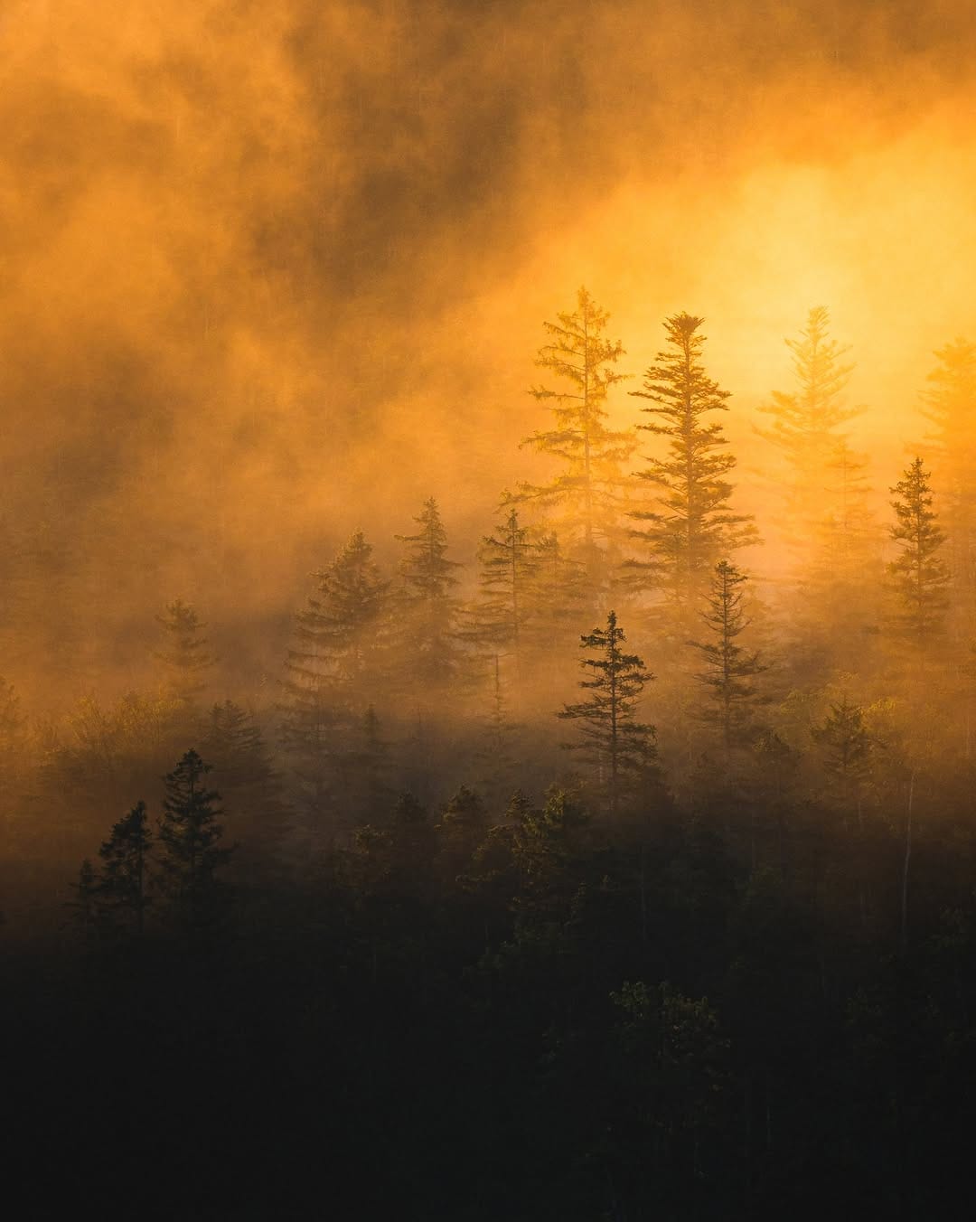 Post 1 by Nico Schuth | Nature Photography on Instagram (image)