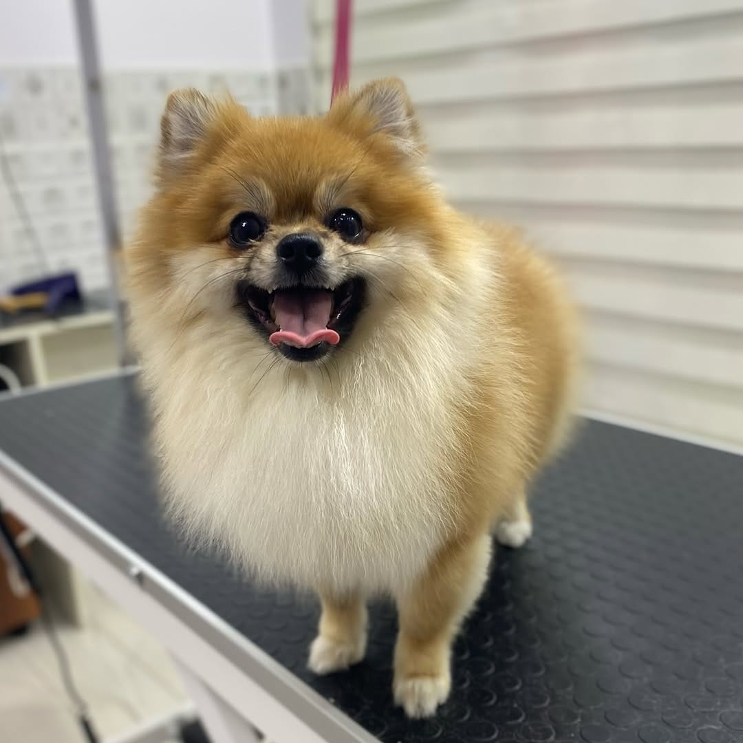 Post 1 by Pet Bahçesi on Instagram (carousel)