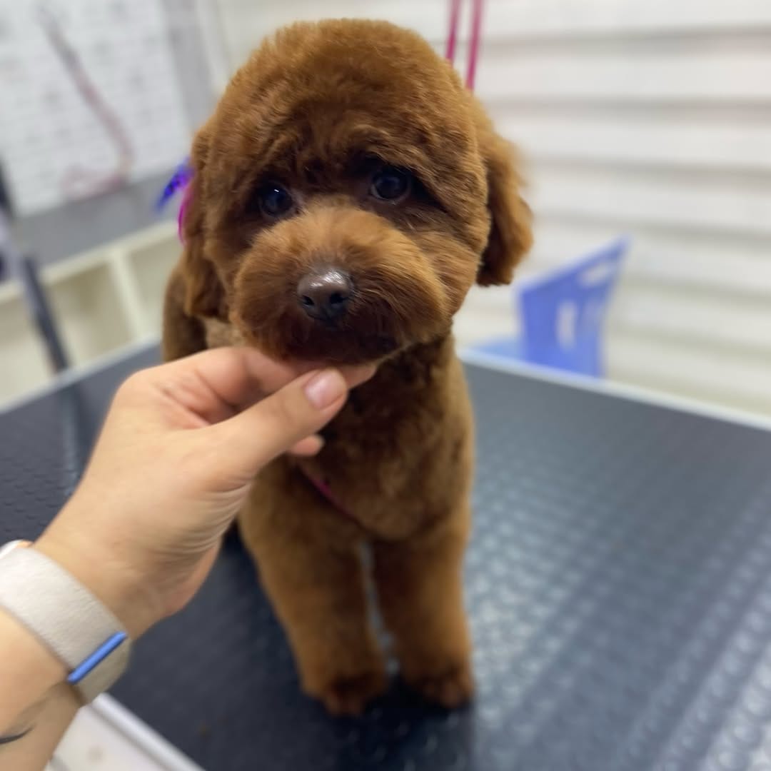 Post 4 by Pet Bahçesi on Instagram (carousel)