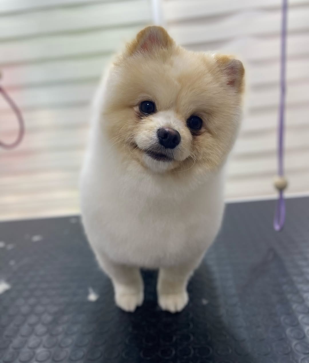 Post 5 by Pet Bahçesi on Instagram (carousel)