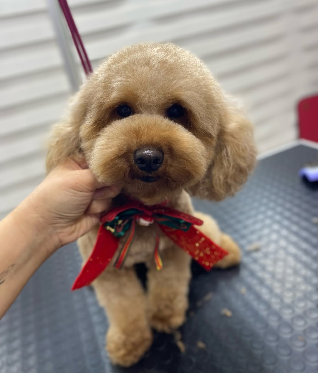 Post 8 by Pet Bahçesi on Instagram (carousel)