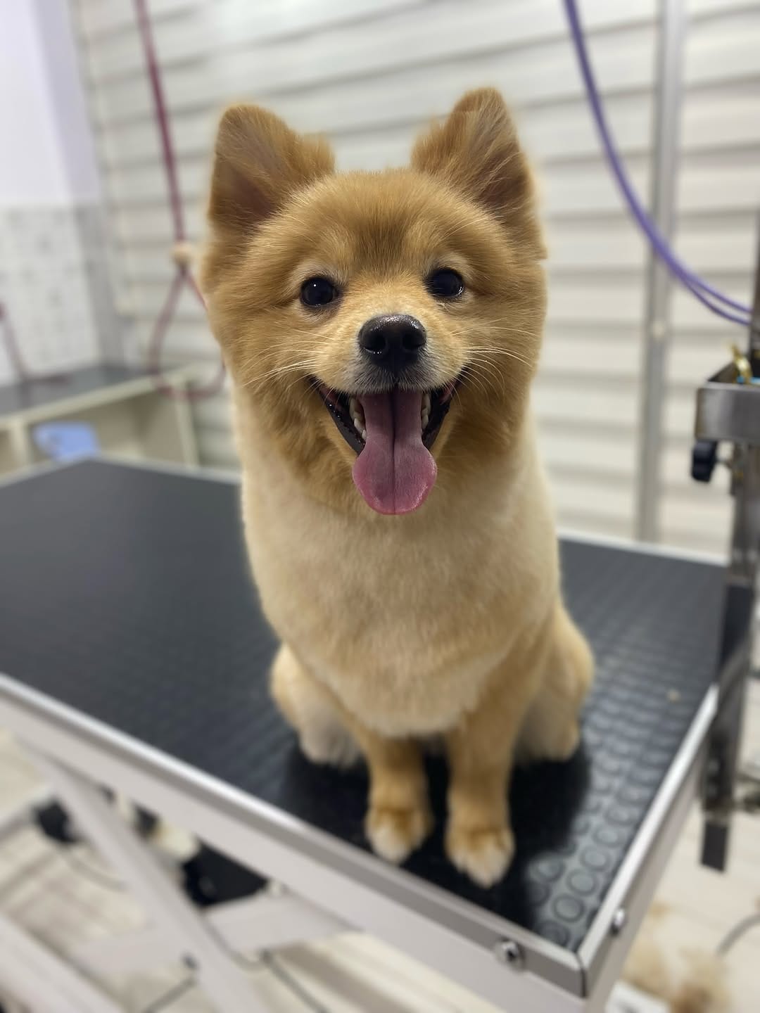 Post 10 by Pet Bahçesi on Instagram (carousel)