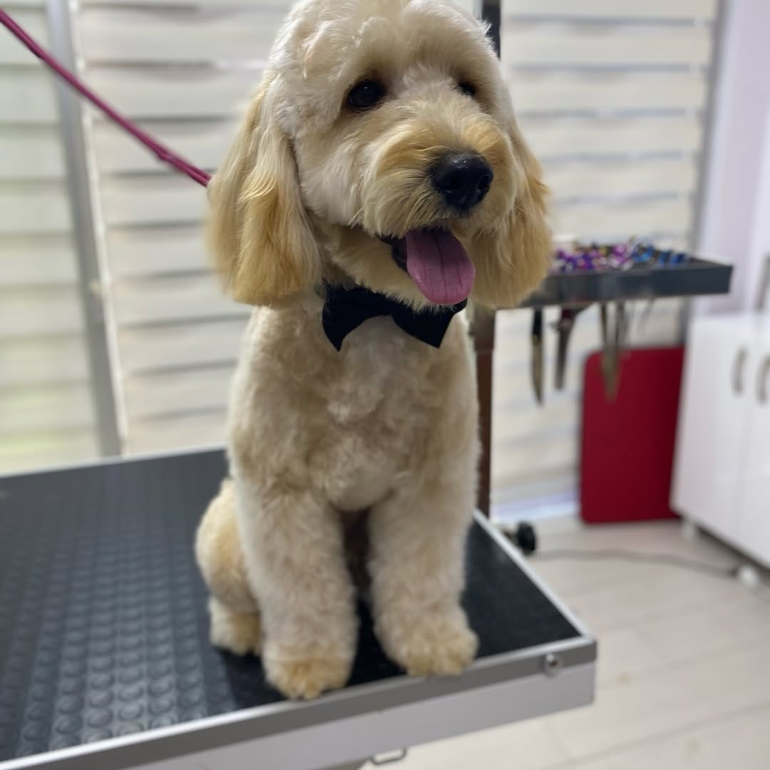 Post 3 by Pet Bahçesi on Instagram (carousel)