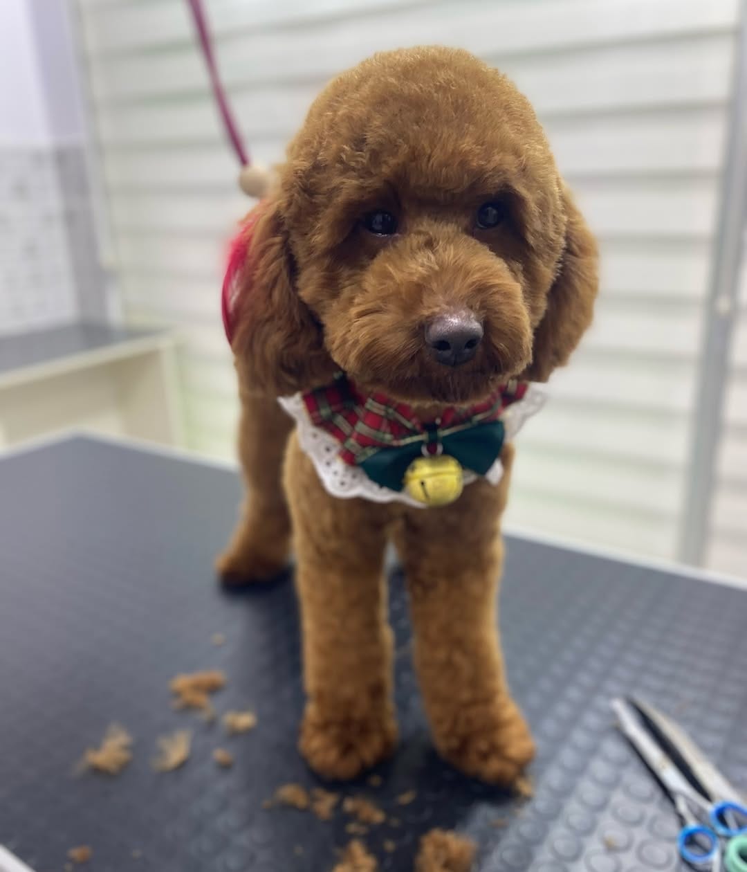 Post 9 by Pet Bahçesi on Instagram (carousel)