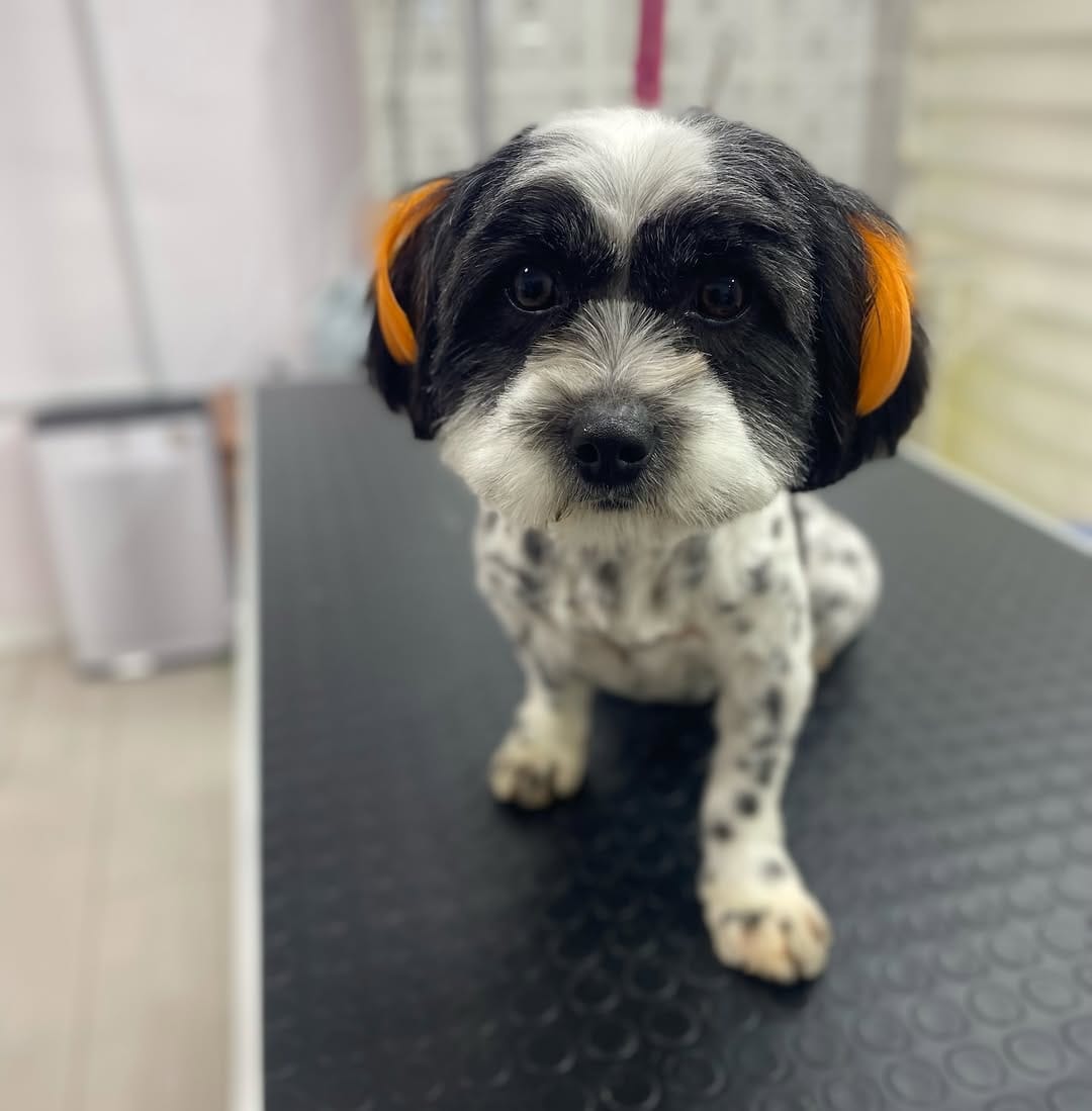 Post 6 by Pet Bahçesi on Instagram (carousel)