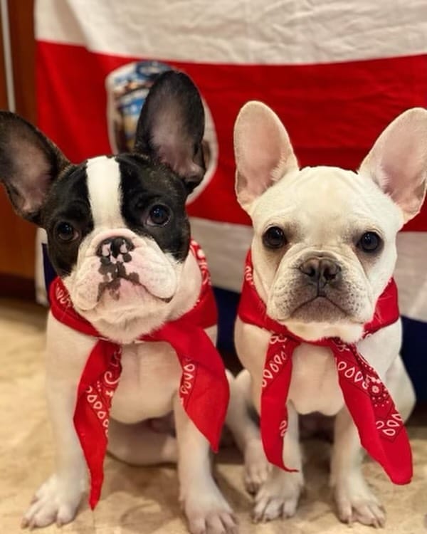 Post 3 by ¡Mac & Brie! on Instagram (carousel)