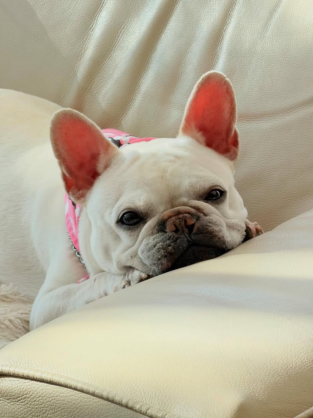 Post 1 by ¡Mac & Brie! on Instagram (carousel)