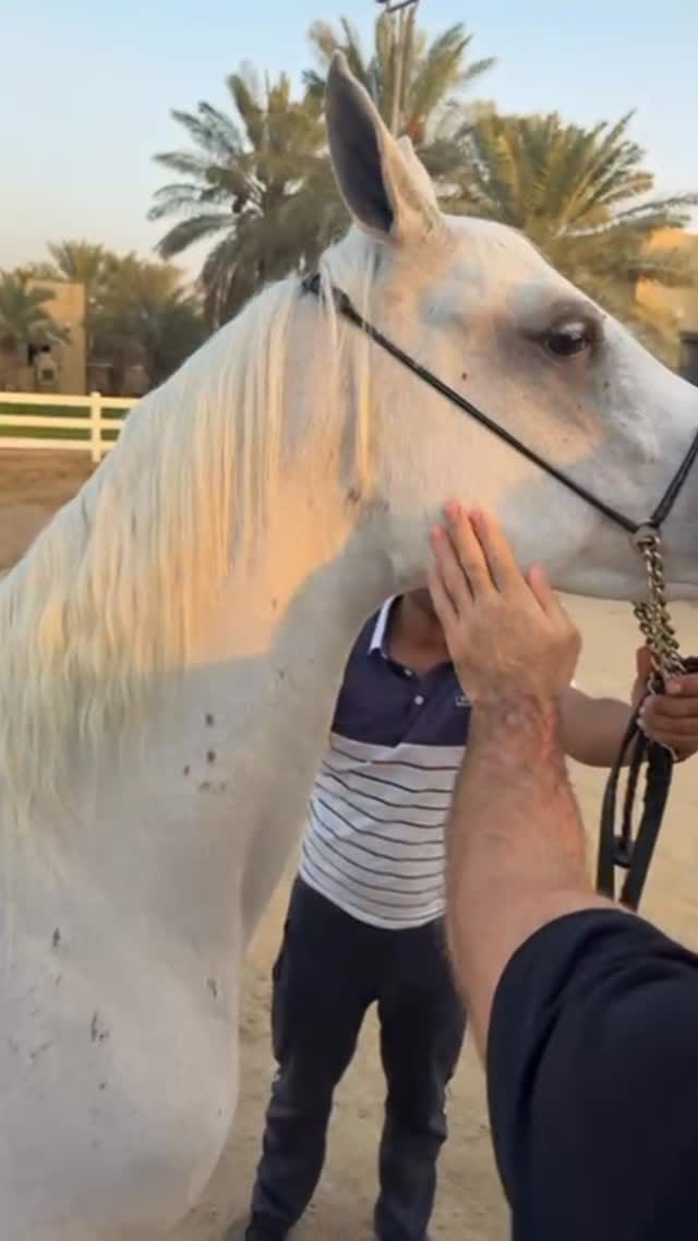 Post 3 by Идрис Алиев on Instagram (video)