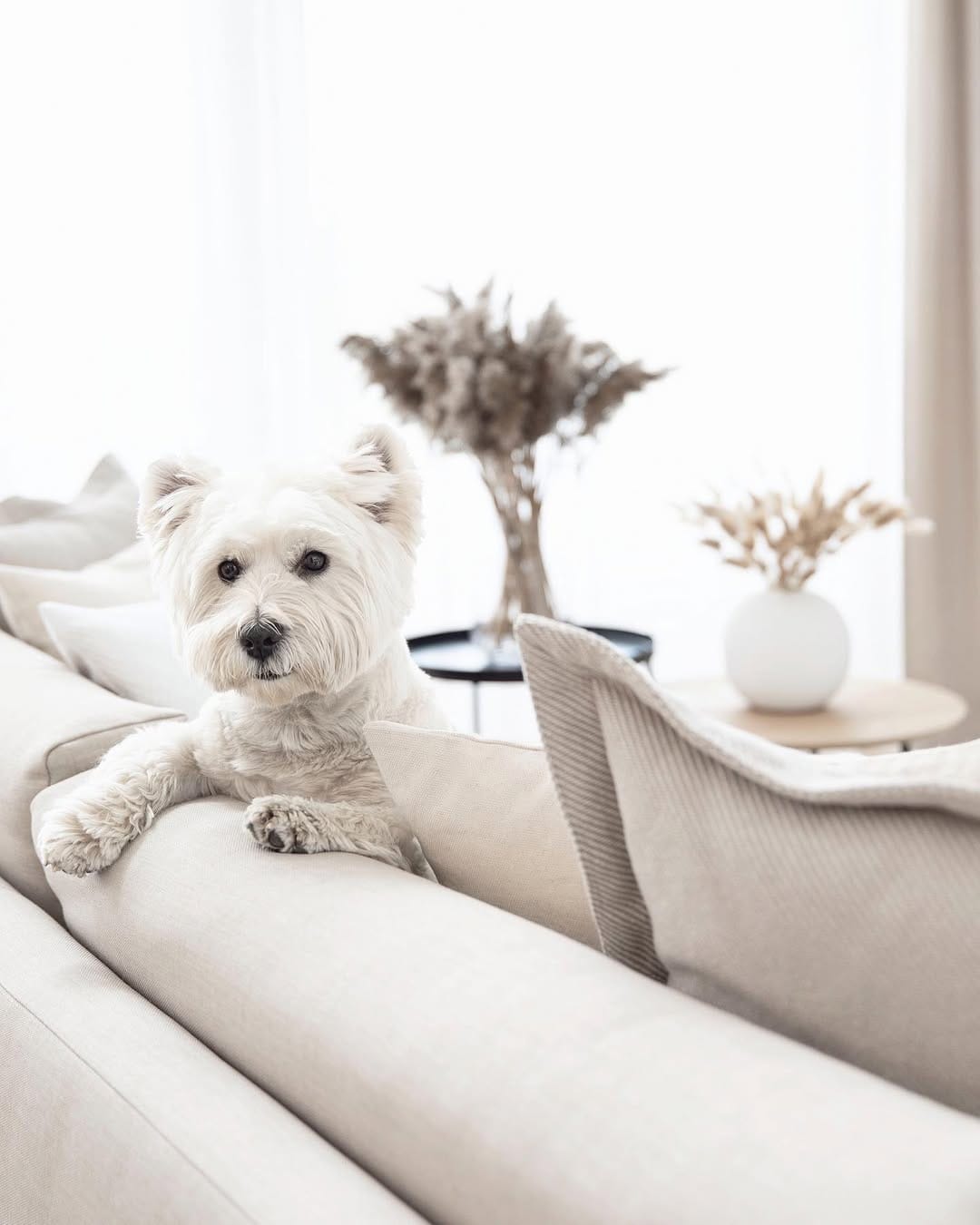 Post 7 by Westie Prince on Instagram (image)