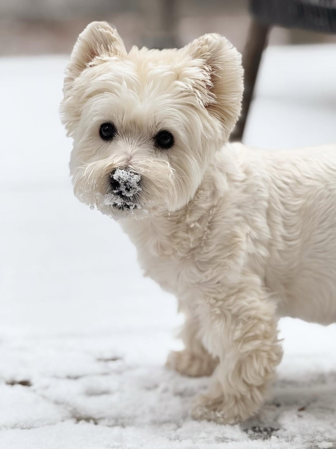 Post 1 by Westie Prince on Instagram (image)