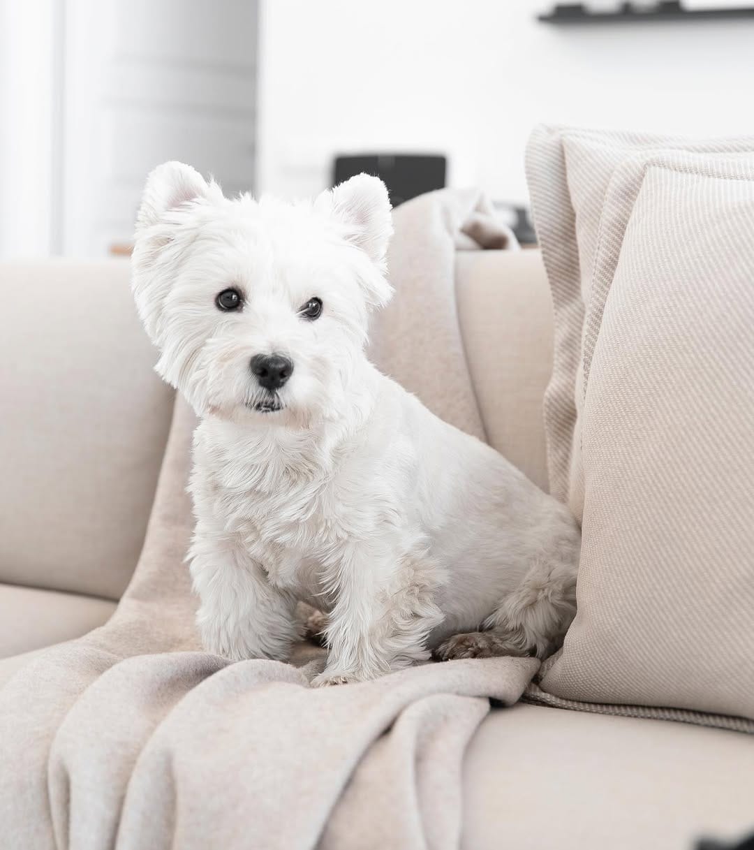 Post 10 by Westie Prince on Instagram (image)