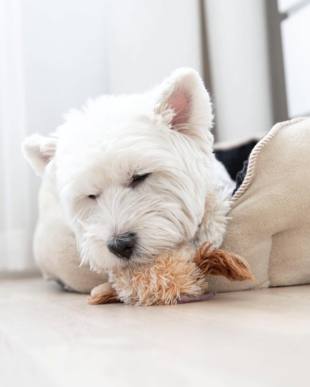 Post 9 by Westie Prince on Instagram (image)