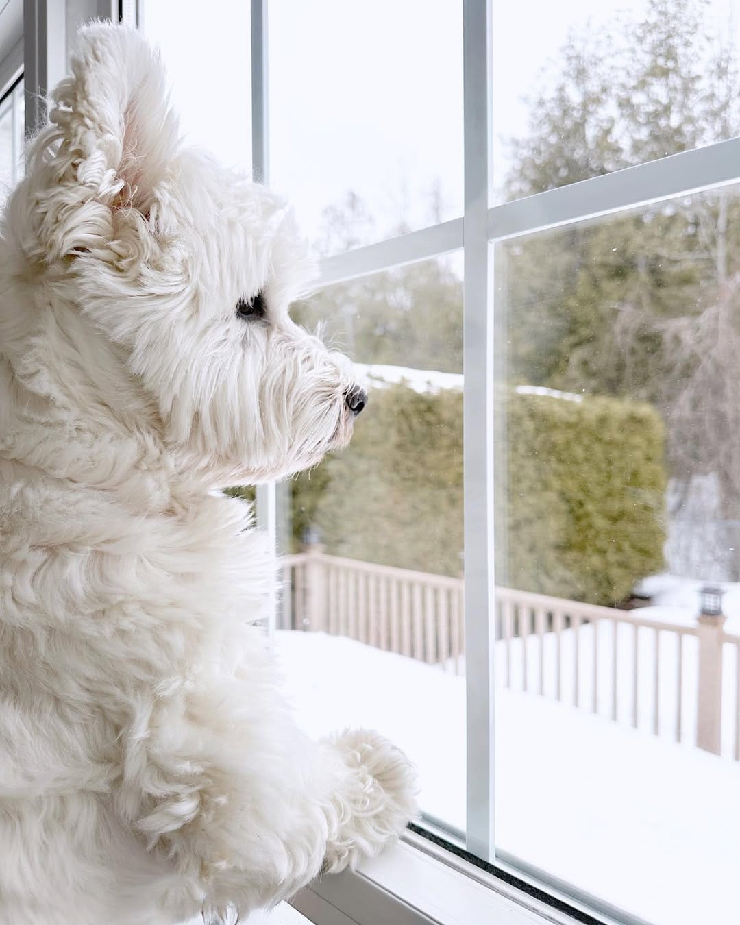 Post 4 by Westie Prince on Instagram (image)