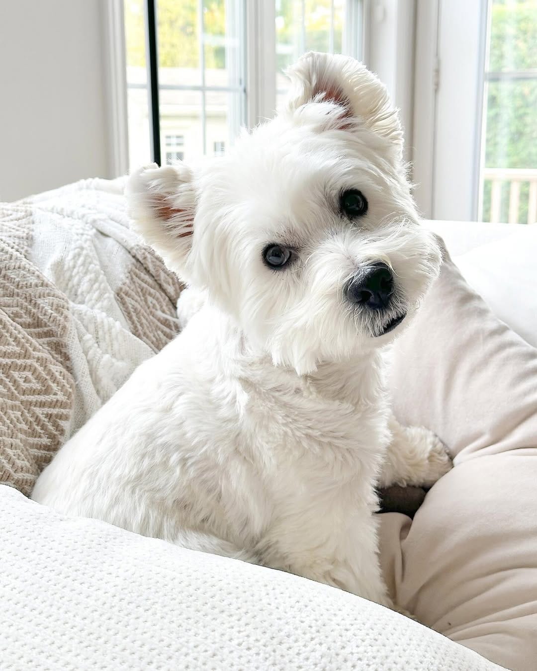 Post 3 by Westie Prince on Instagram (image)