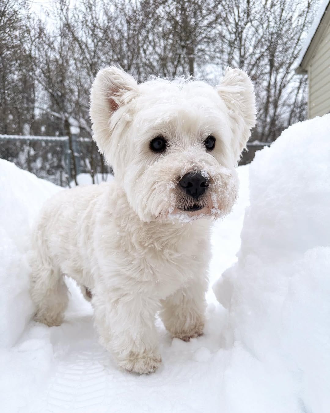 Post 5 by Westie Prince on Instagram (image)