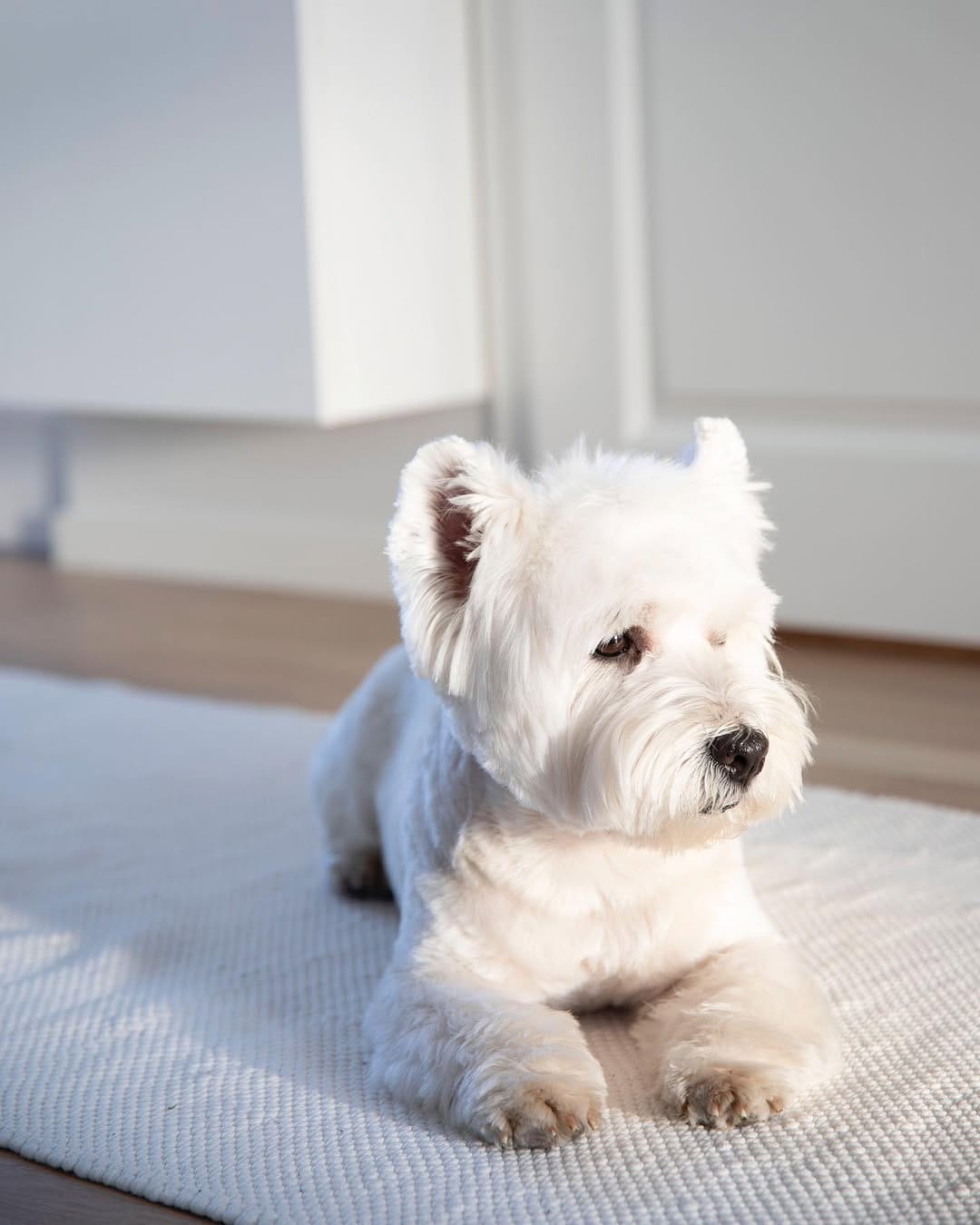 Post 8 by Westie Prince on Instagram (image)