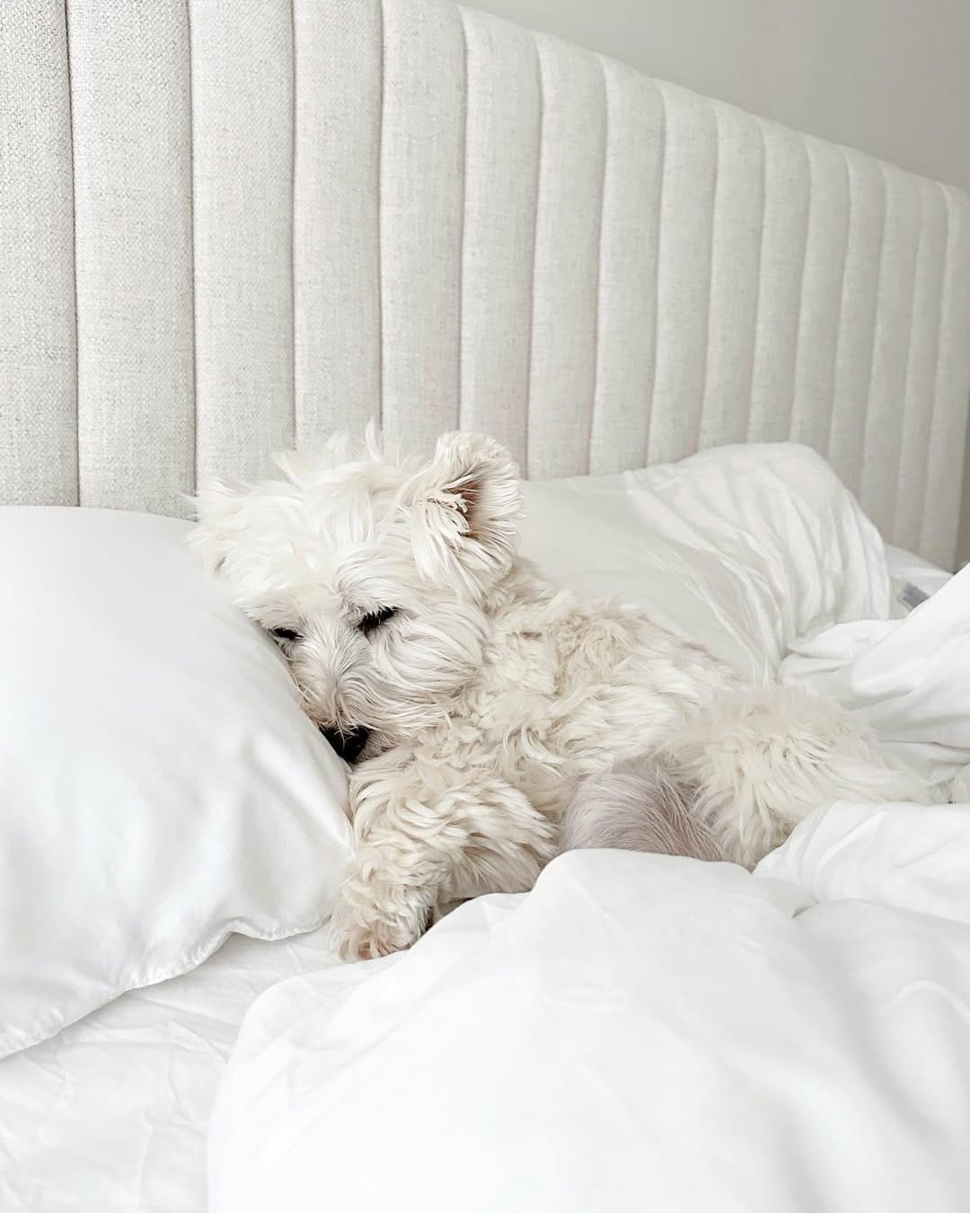 Post 6 by Westie Prince on Instagram (image)