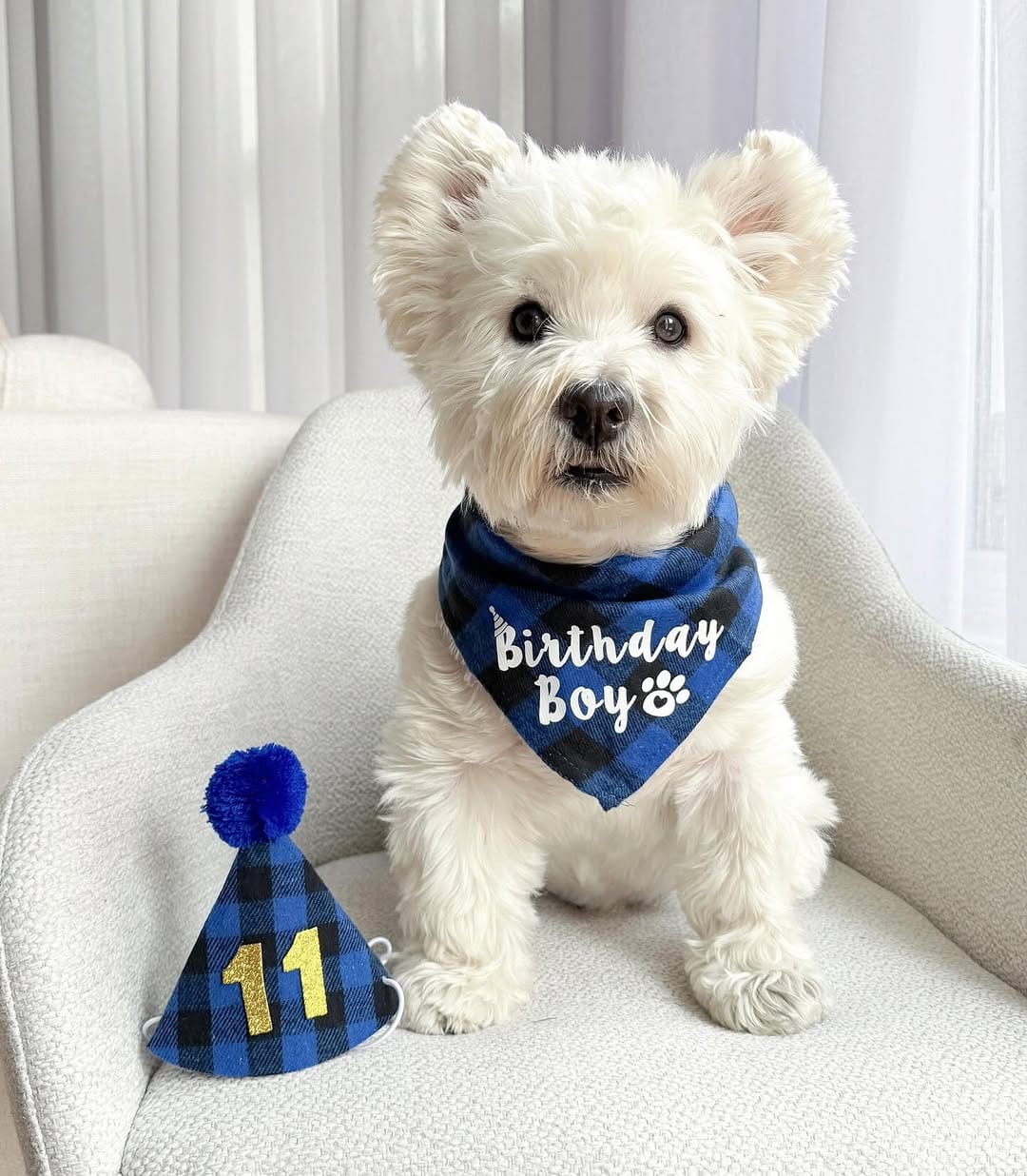 Post 2 by Westie Prince on Instagram (image)