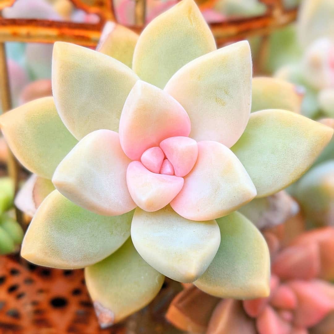Post 1 by Lucy - Just4Succs on Instagram (carousel)