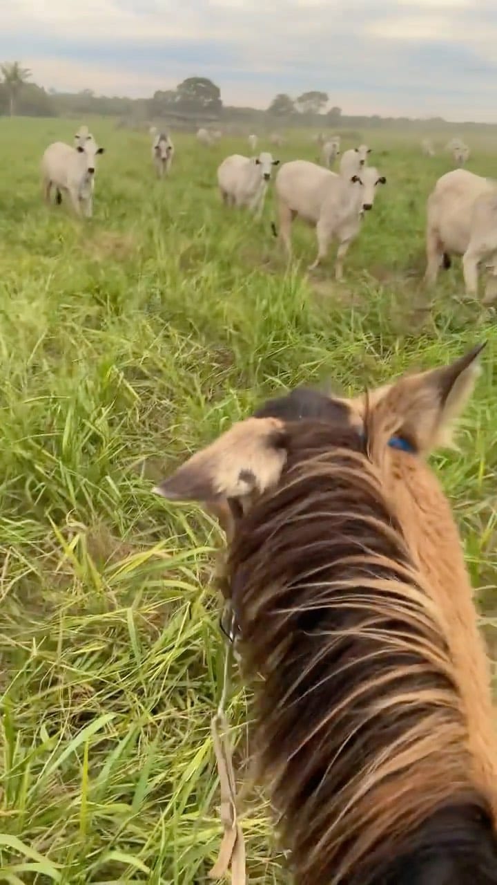 Post 9 by Luiz Henrique Barbieri on Instagram (video)