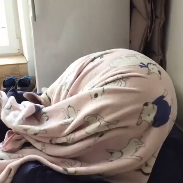 Post 2 by Bull Terrier Addict on Instagram (video)