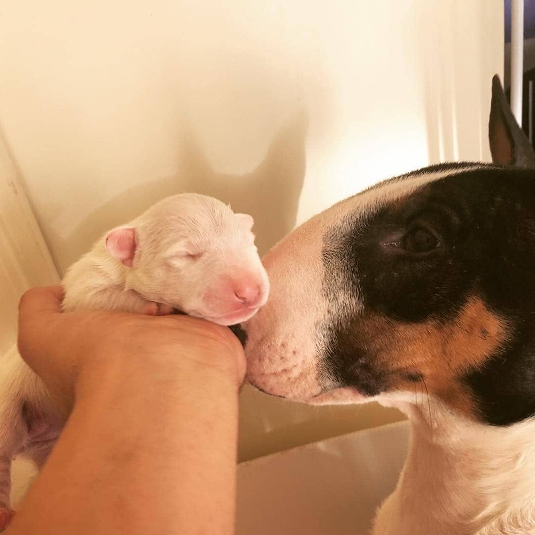 Post 3 by Bull Terrier Addict on Instagram (image)