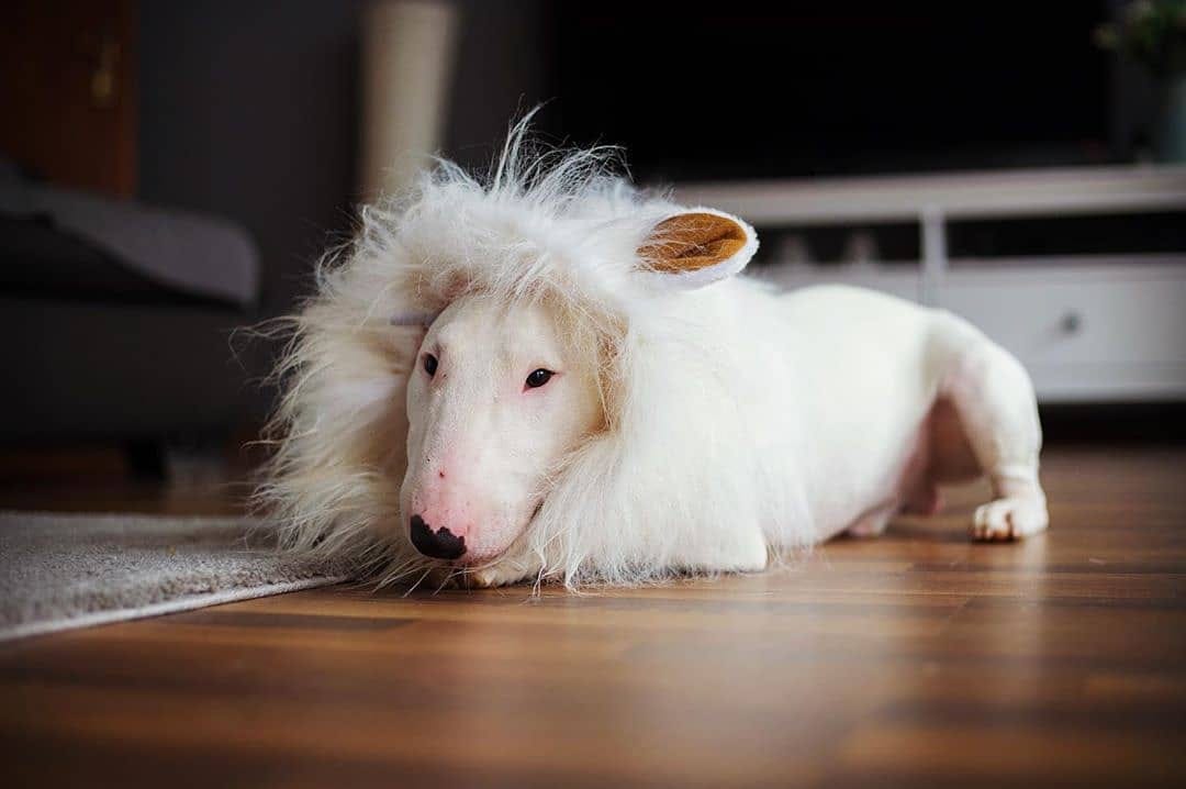 Post 4 by Bull Terrier Addict on Instagram (image)