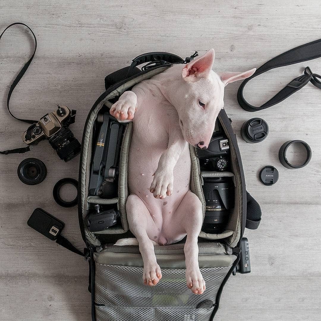 Post 1 by Bull Terrier Addict on Instagram (image)
