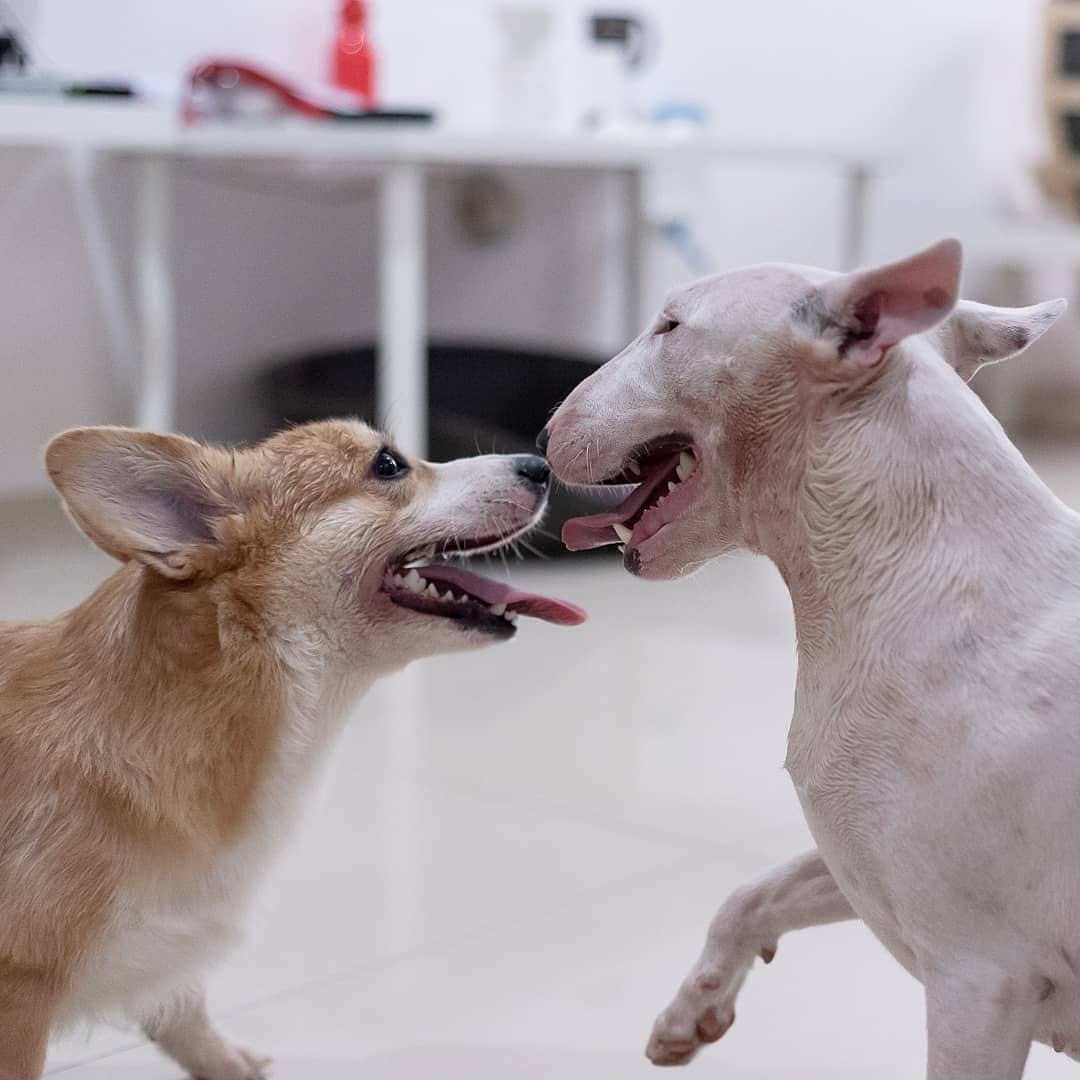 Post 6 by Bull Terrier Addict on Instagram (image)