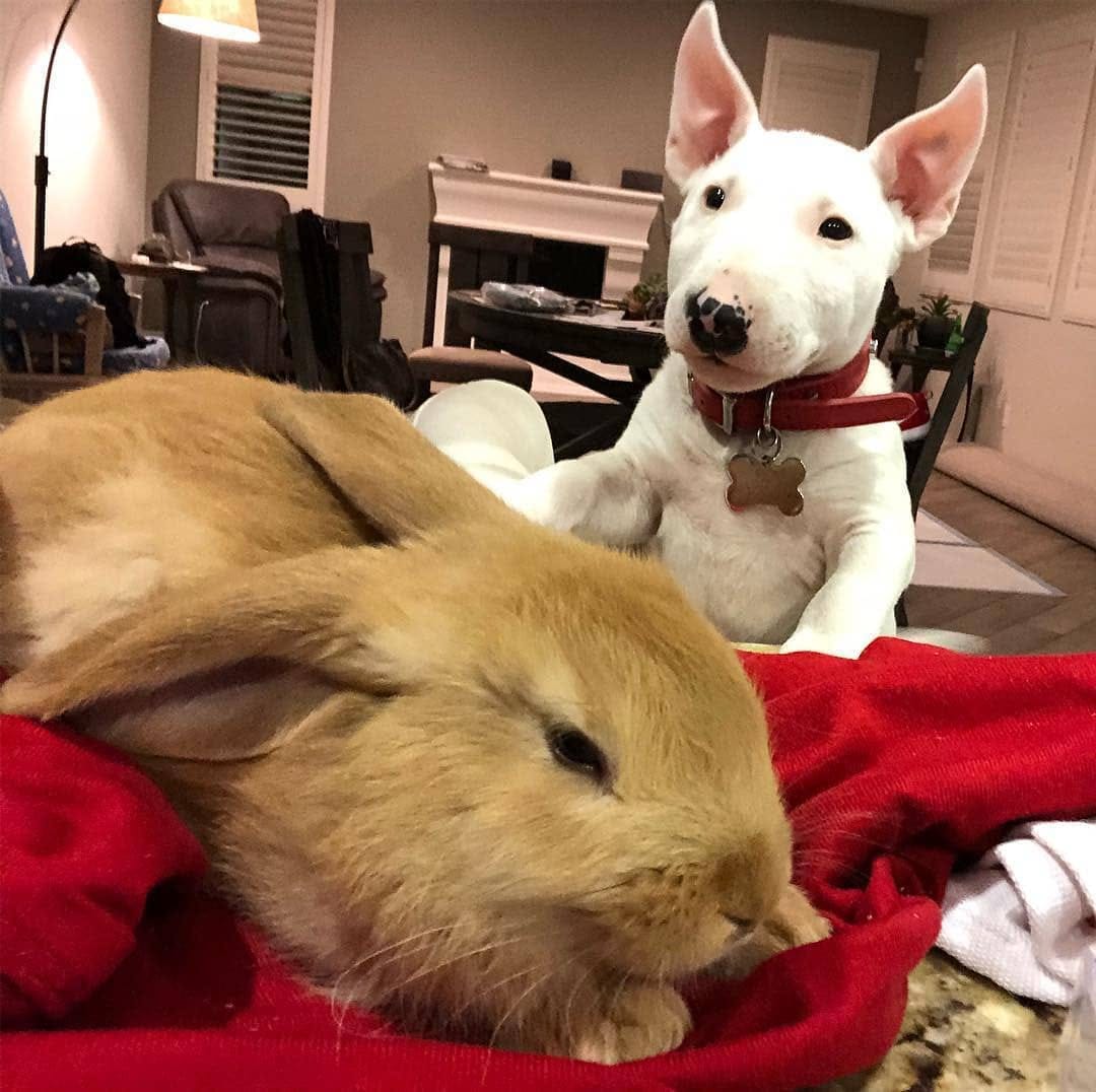 Post 8 by Bull Terrier Addict on Instagram (image)
