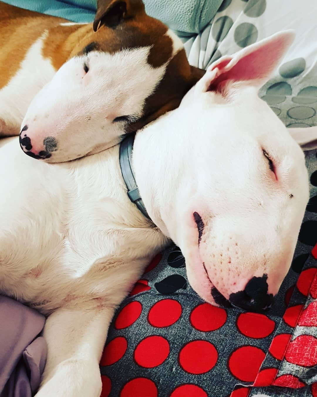 Post 10 by Bull Terrier Addict on Instagram (image)