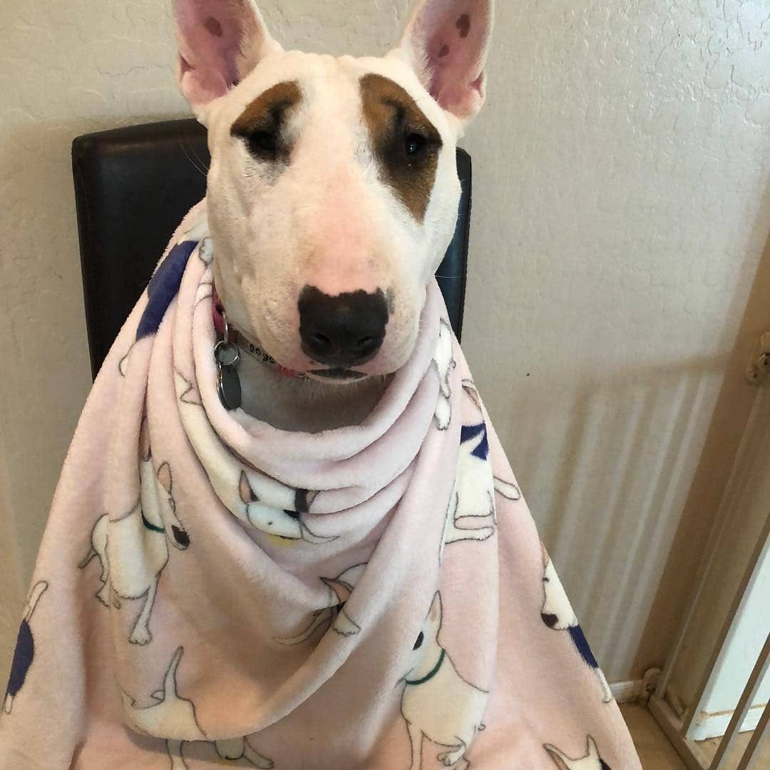 Post 5 by Bull Terrier Addict on Instagram (image)