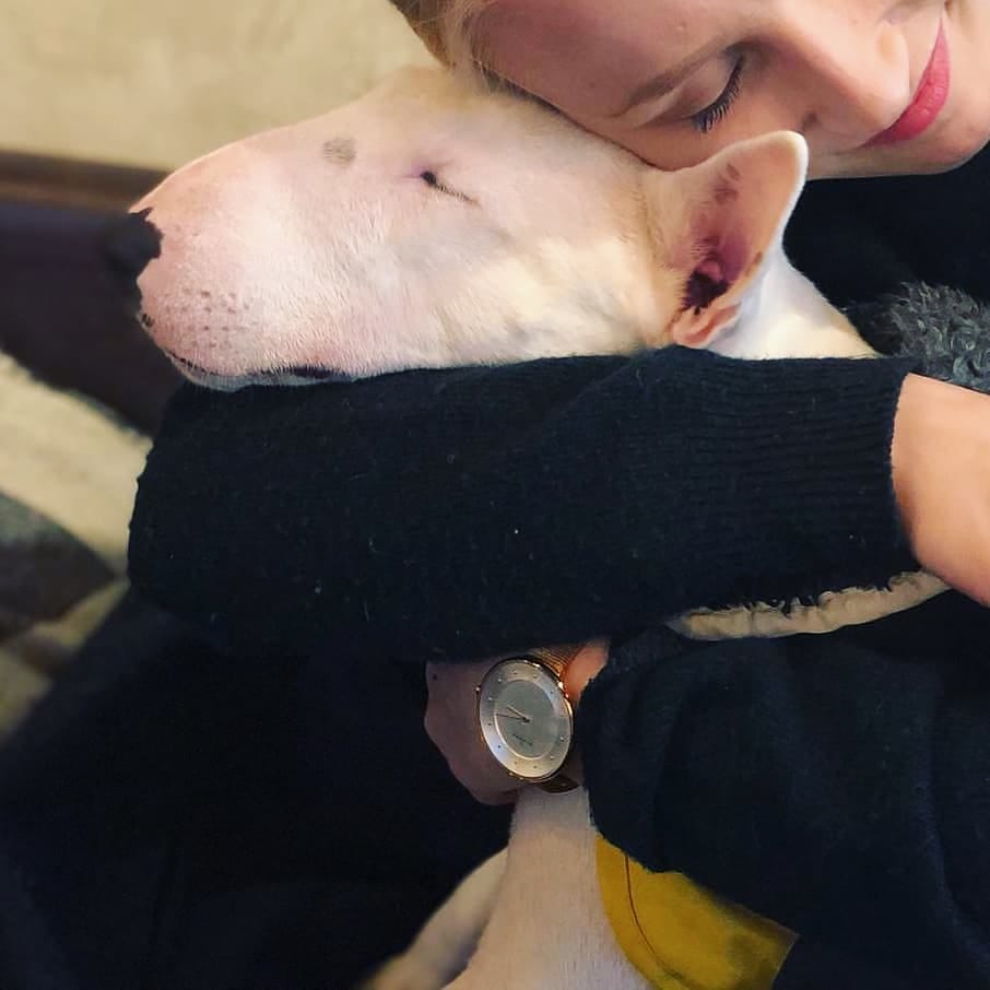 Post 7 by Bull Terrier Addict on Instagram (image)