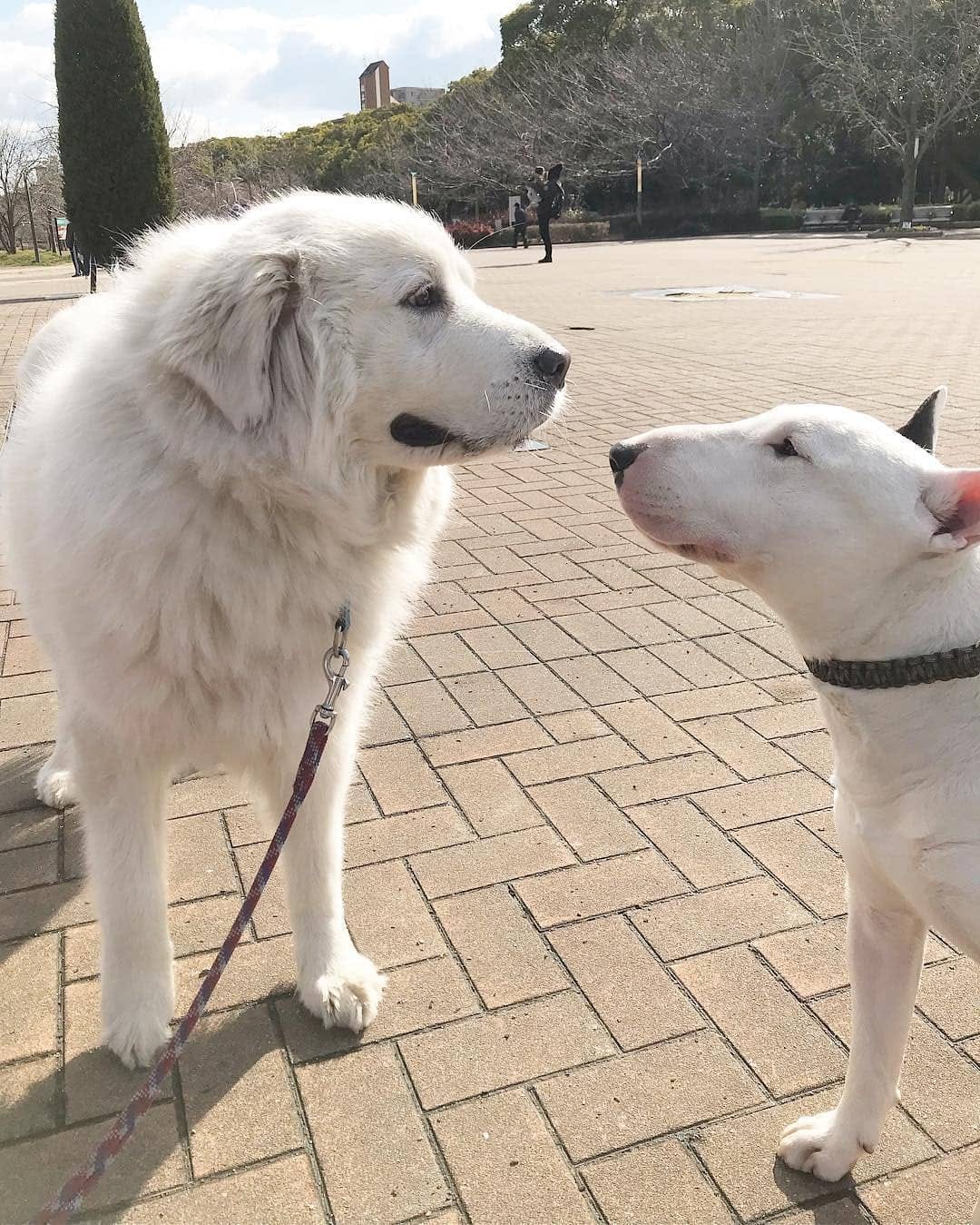 Post 9 by Bull Terrier Addict on Instagram (image)