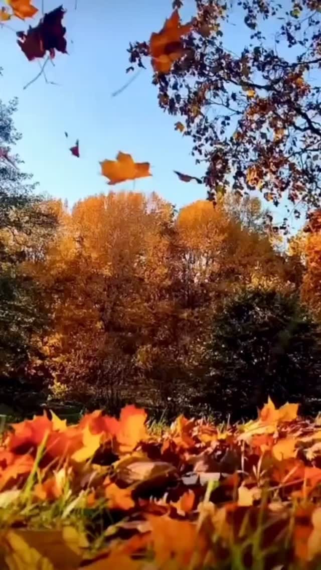 Post 5 by Tandav Raj on Instagram (video)