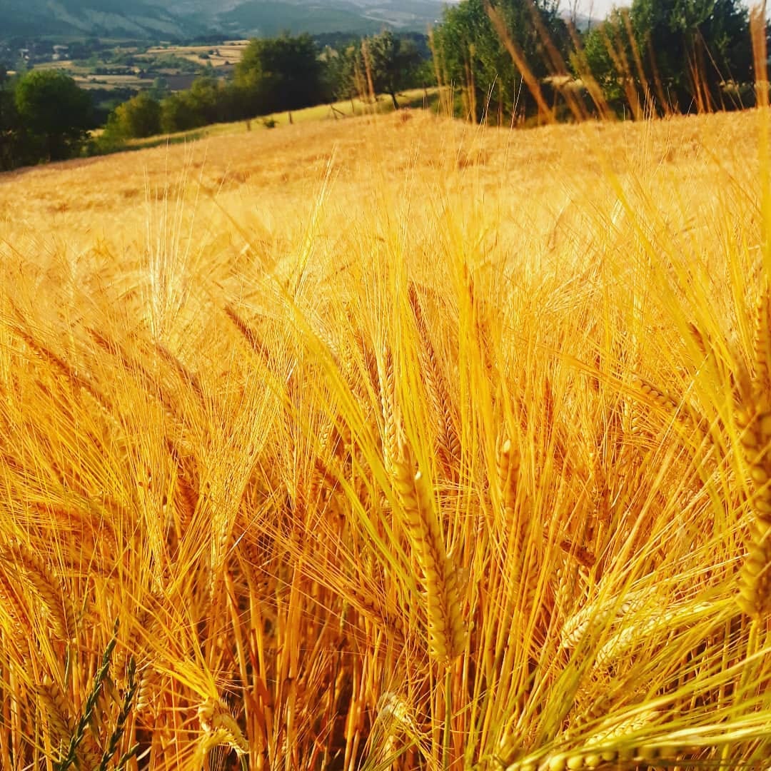 Post 10 by Kastamonu İhsangazi Siyezi on Instagram (image)