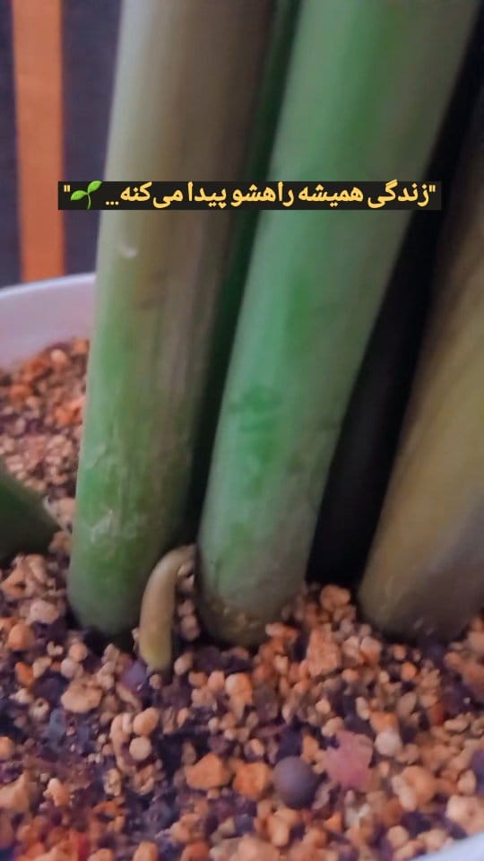 Post 3 by ثنا جباری on Instagram (video)