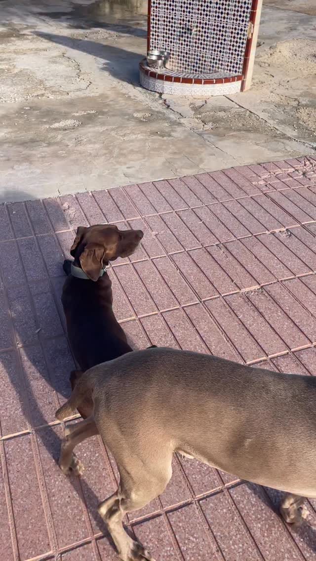 Post 5 by 🤎 CHOCO Y DUQUE 🩶 on Instagram (video)