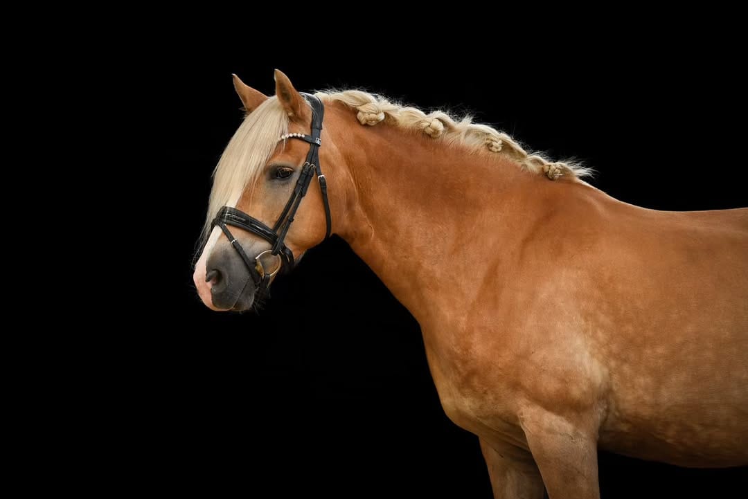 Post 2 by 𝓮𝓺𝓾𝓮𝓼𝓽𝓻𝓲𝓪𝓷 𝓰𝓲𝓻𝓵𝓼 on Instagram (carousel)