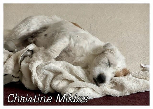 Post 1 by Christine Miklos on Instagram (image)