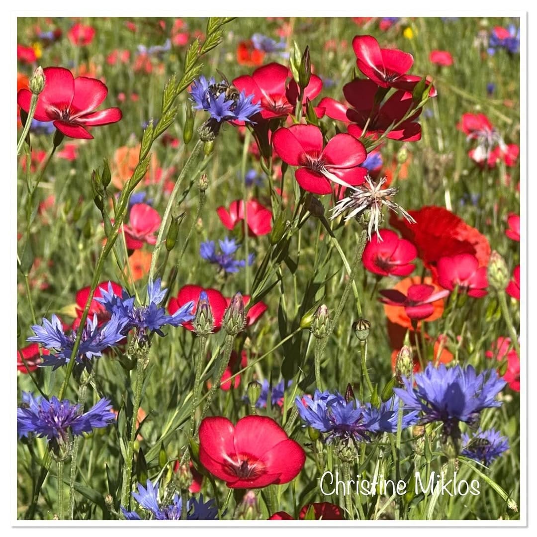 Post 6 by Christine Miklos on Instagram (image)