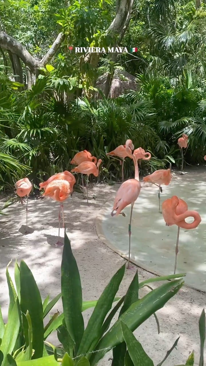 Post 10 by Tania Laguna on Instagram (video)