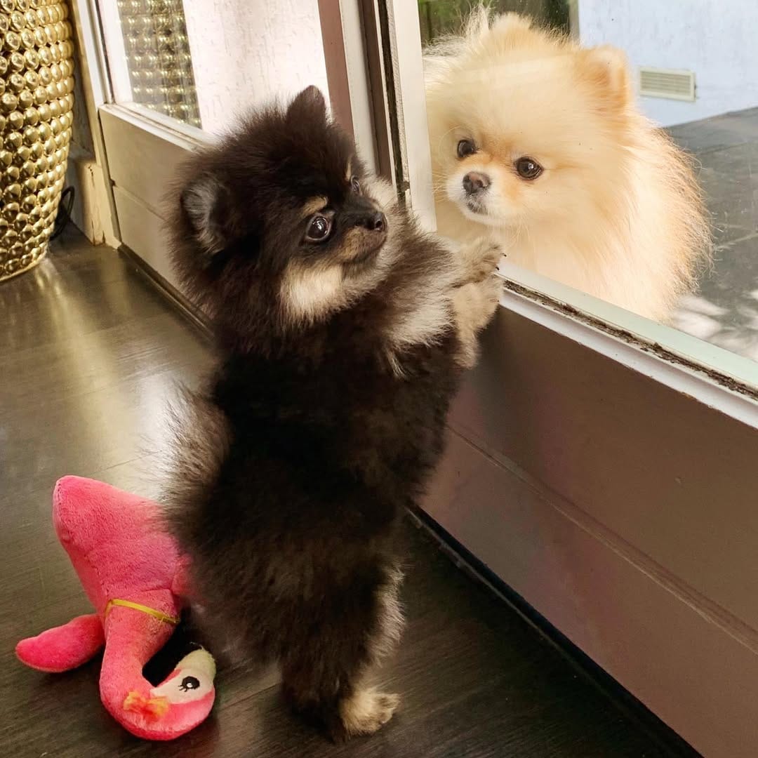 Post 3 by Punky ❤️🐻🧡🐻💛🐻💚🐻💙🐻💜 on Instagram (image)