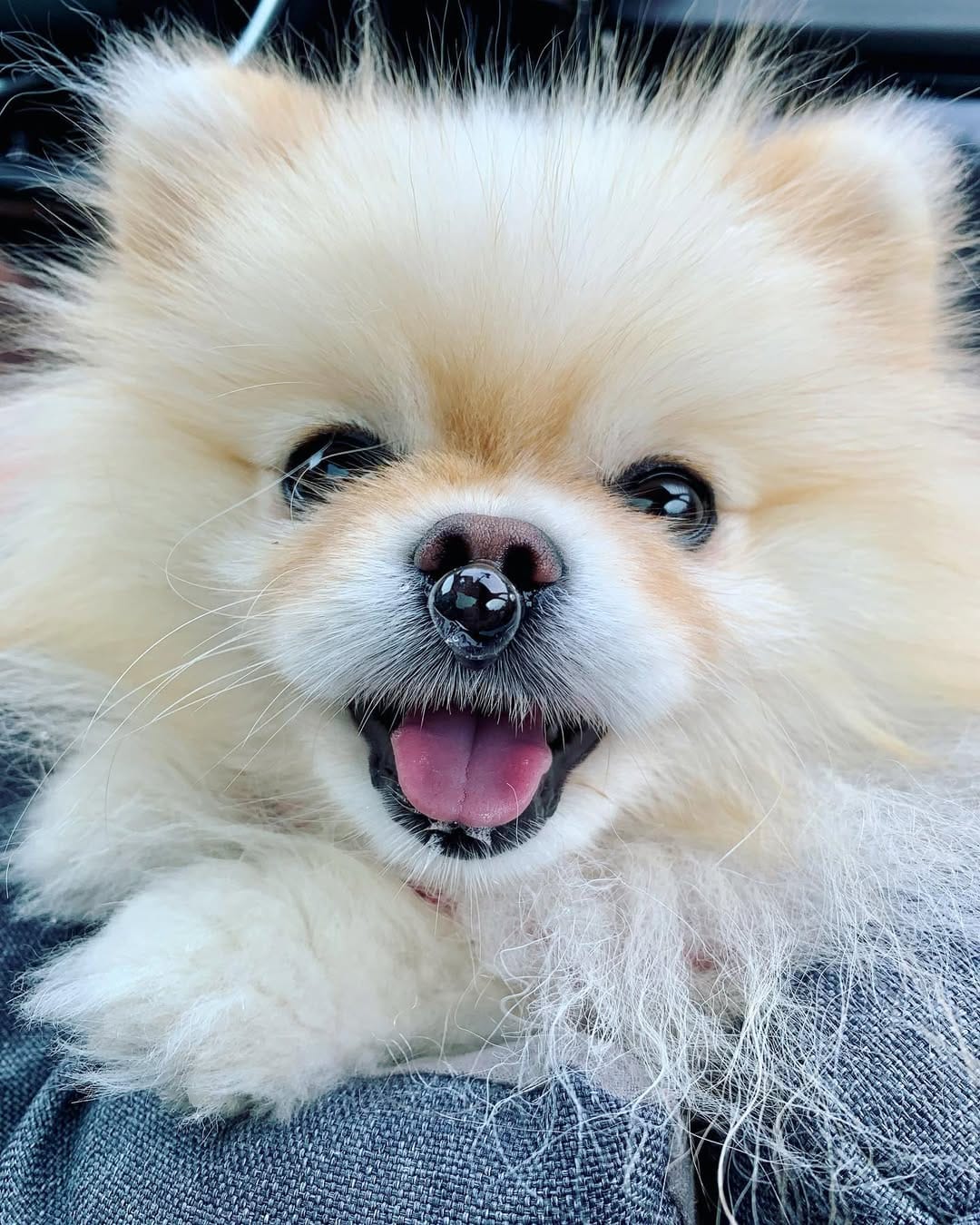 Post 1 by Punky ❤️🐻🧡🐻💛🐻💚🐻💙🐻💜 on Instagram (image)