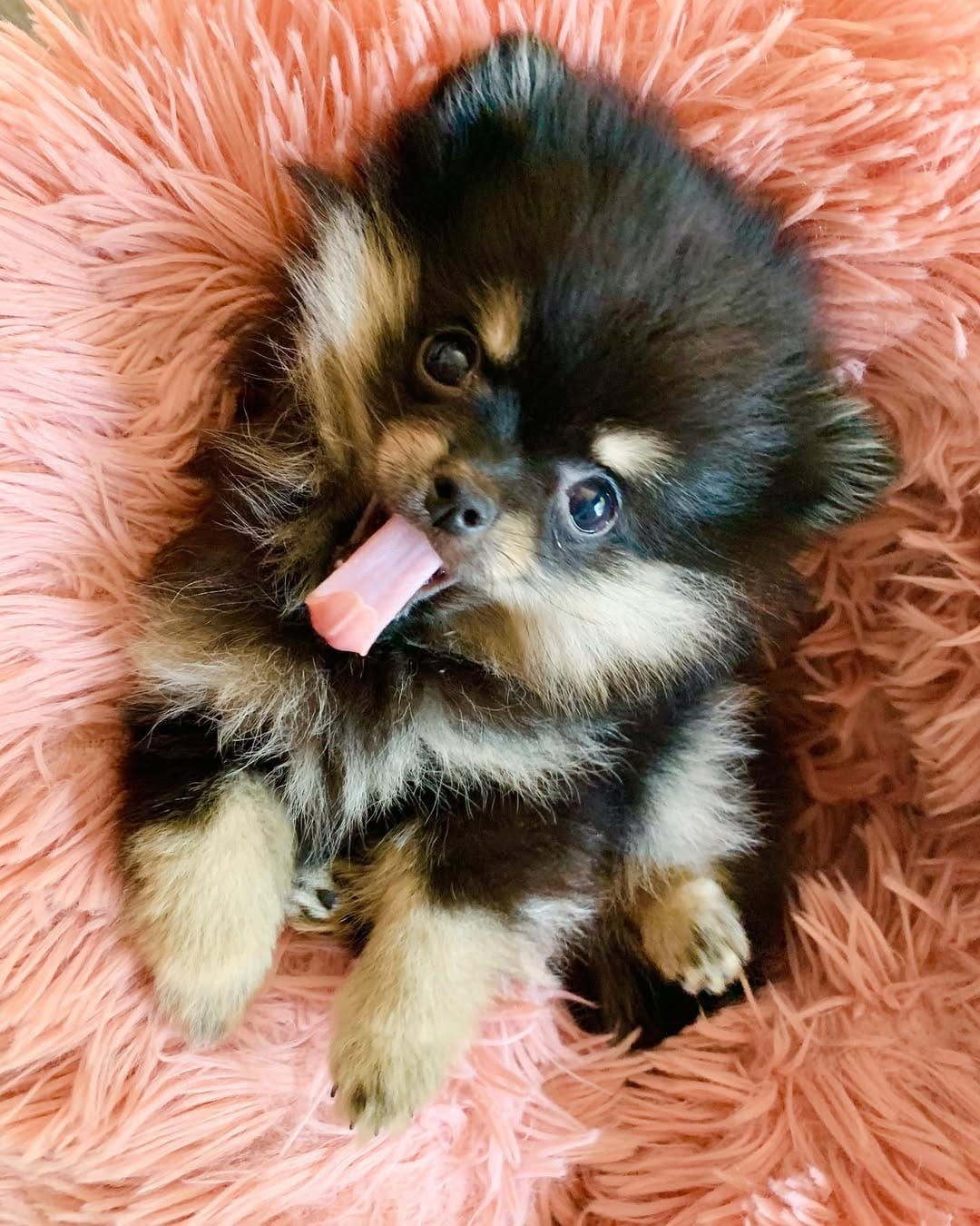 Post 5 by Punky ❤️🐻🧡🐻💛🐻💚🐻💙🐻💜 on Instagram (image)